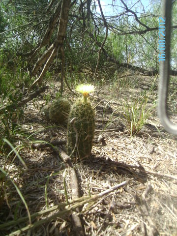 floreando